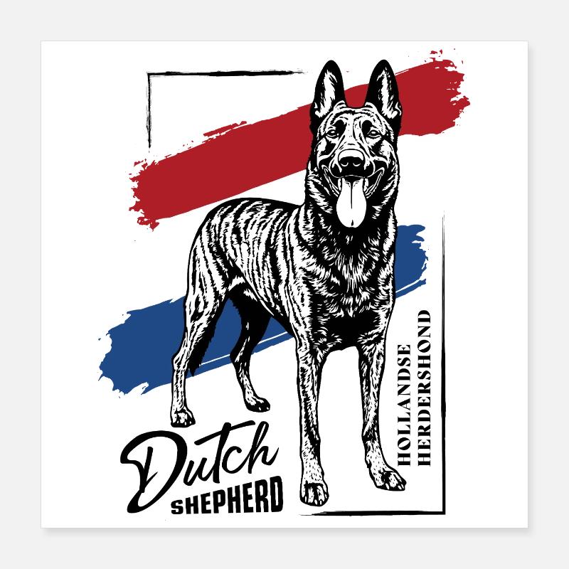 Dutch Shepherd – Dutchie Poster 40x40 cm