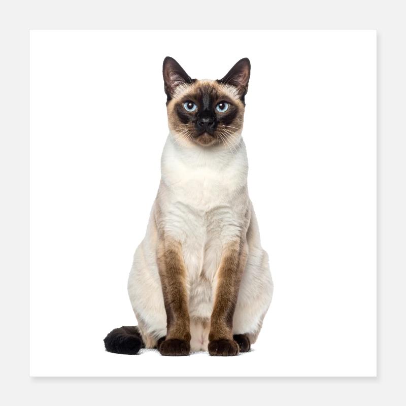 Siam Cat – Good Pet Edition Poster 40x40 cm