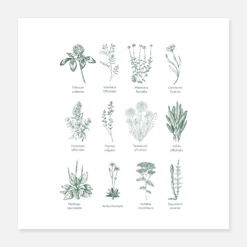 Illustration d’herbes sauvages botaniques - Vert forêt Poster 40 x 40 cm