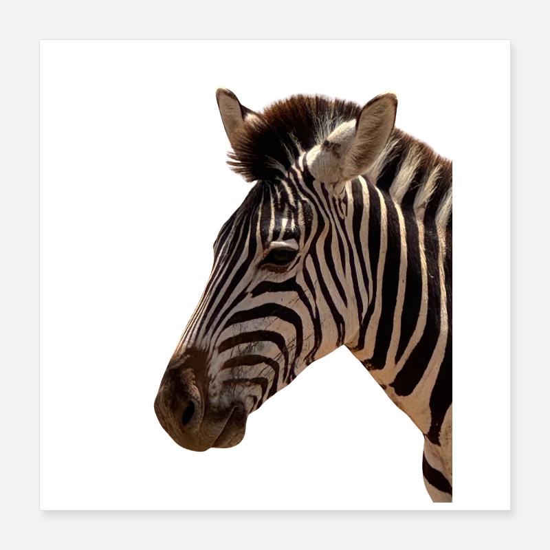 Zebra Head Poster 16" x 16" (40x40 cm)