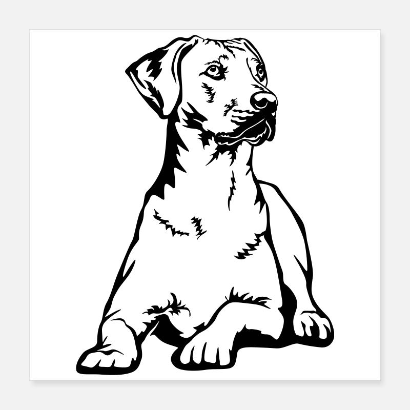 Rhodesian Ridgeback Poster 40x40 cm