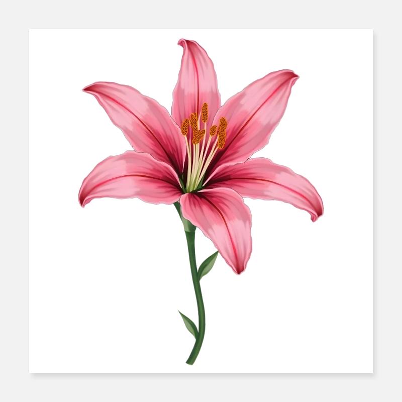 Lys Rose Poster 40 x 40 cm