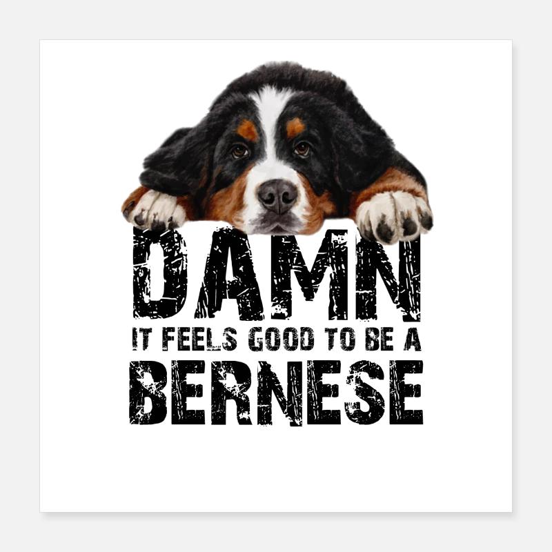 Bouvier bernois Poster 40 x 40 cm