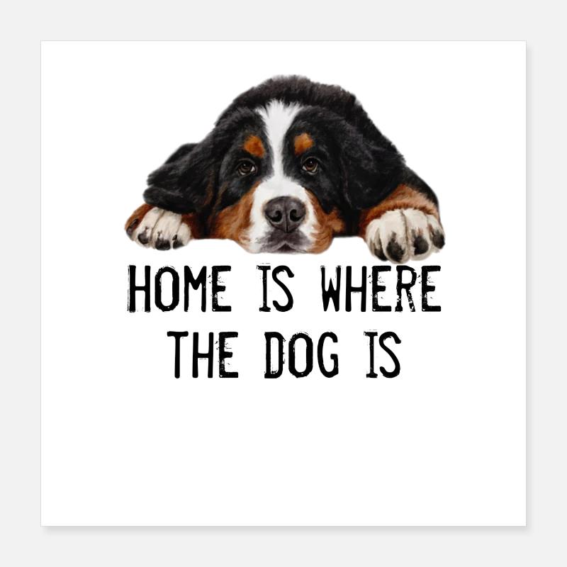 Berner Sennenhund Poster 40x40 cm