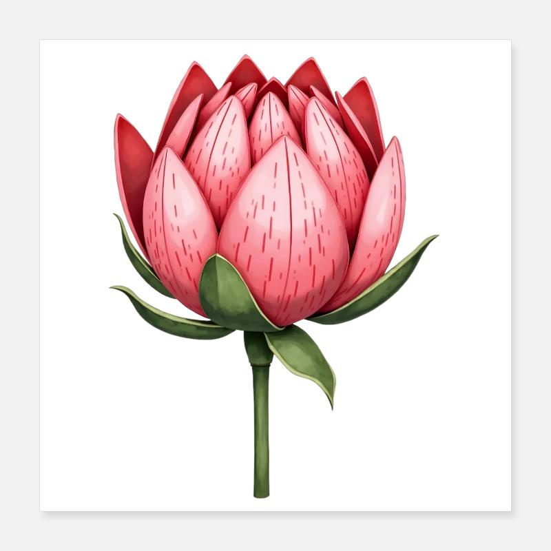 Sucriers Fleurs de Protéa Poster 40 x 40 cm