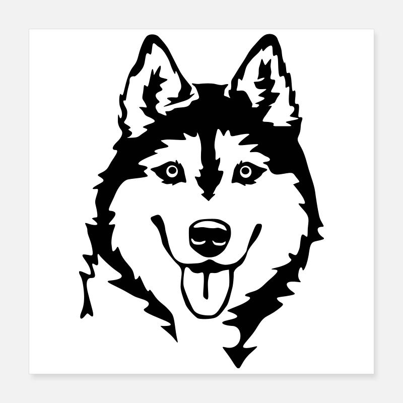 Tête de Husky Poster 40 x 40 cm