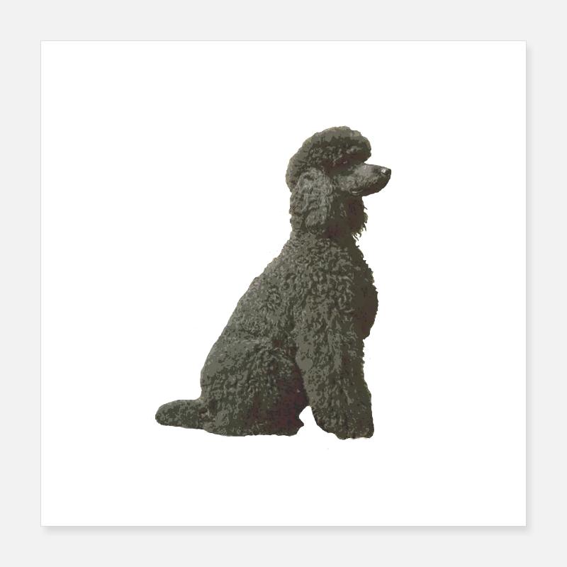 Caniche noir Poster 40 x 40 cm