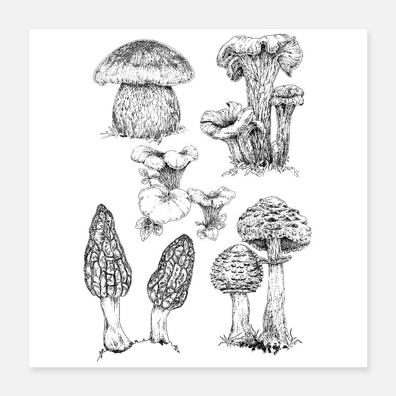 Champignons Poster 40x40 cm