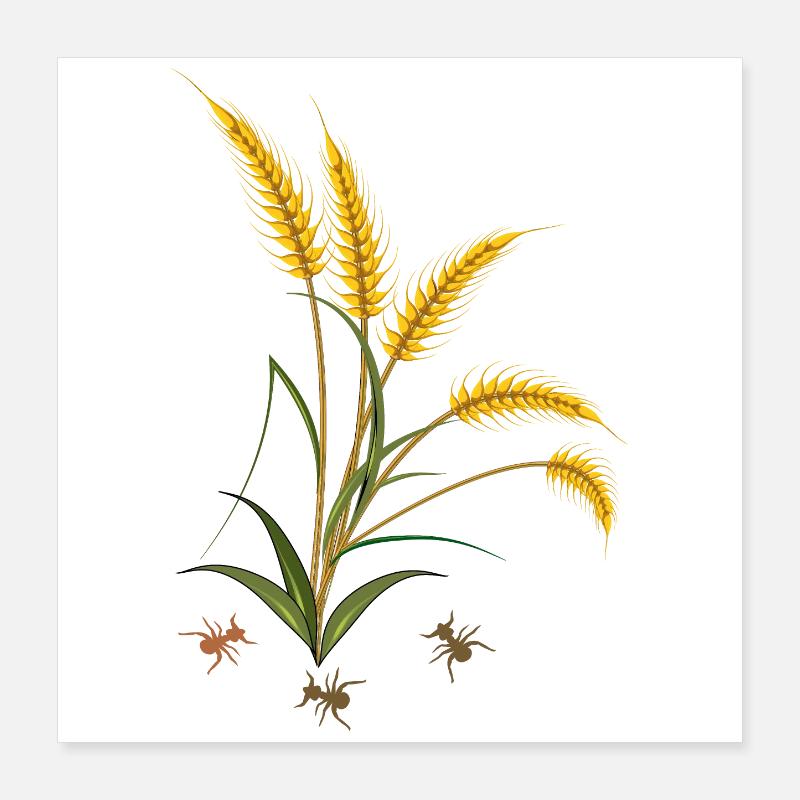 Épis de maïs avec fourmis Poster 40 x 40 cm