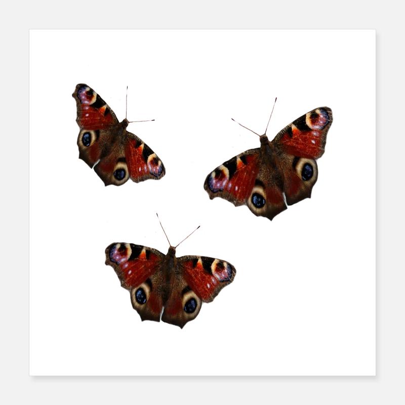 Papillons Poster 40 x 40 cm