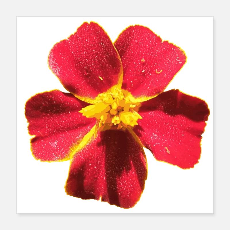 Tagetes Poster 40 x 40 cm