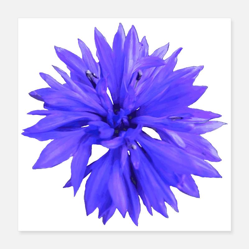 Cornflower Poster 16" x 16" (40x40 cm)