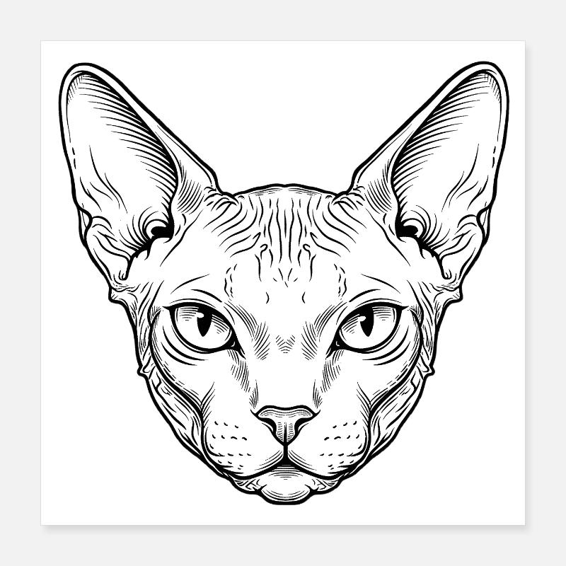Chat Sphynx Poster 40 x 40 cm