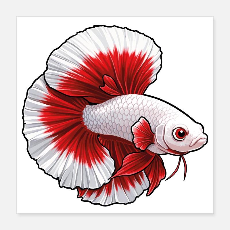 Betta blanc rouge Poster 40 x 40 cm