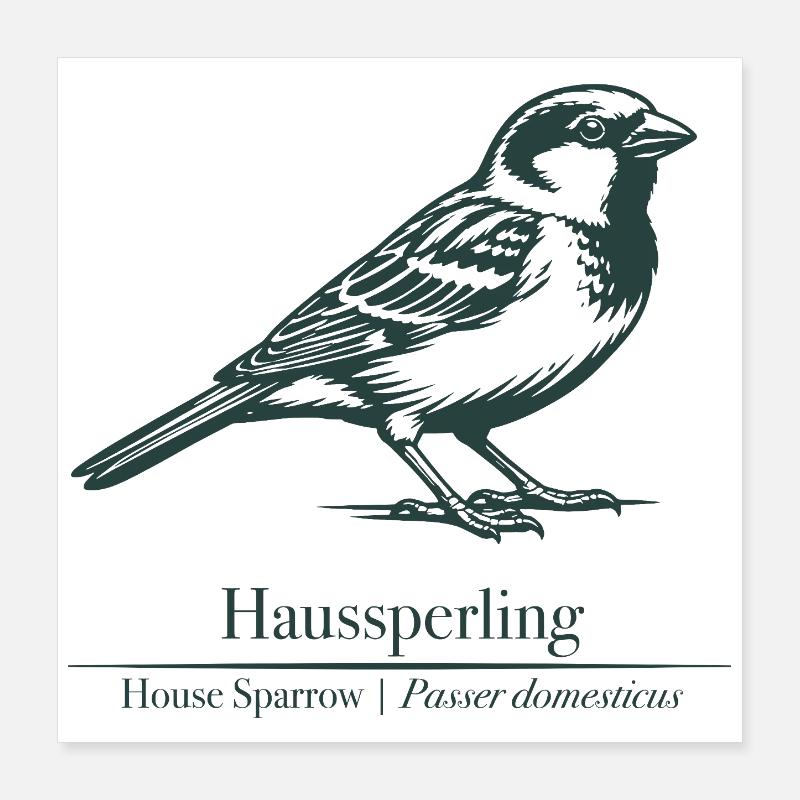 Sperling Silhouette | Ornithology | Drawing Poster 16" x 16" (40x40 cm)