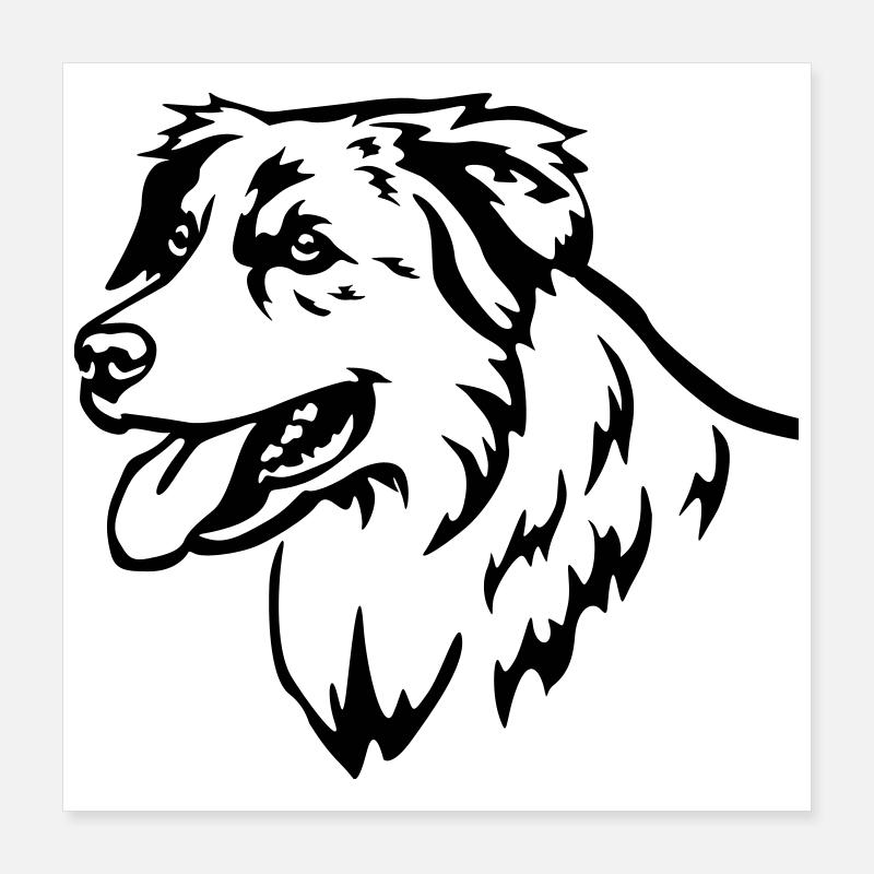 Australian Shepherd Head Poster 16" x 16" (40x40 cm)