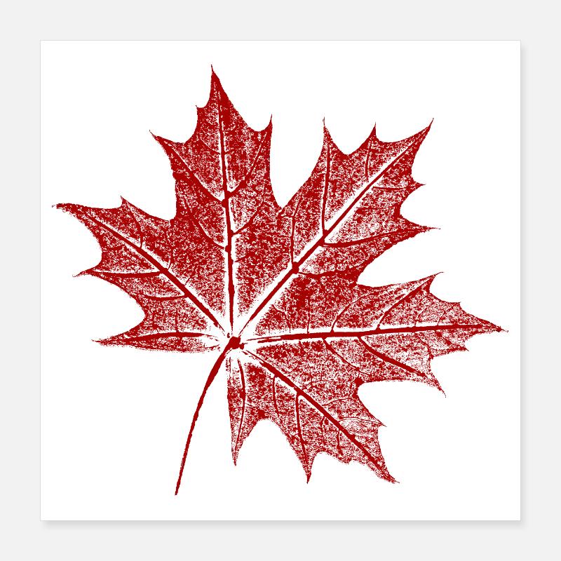 Feuille d’érable Poster 40 x 40 cm
