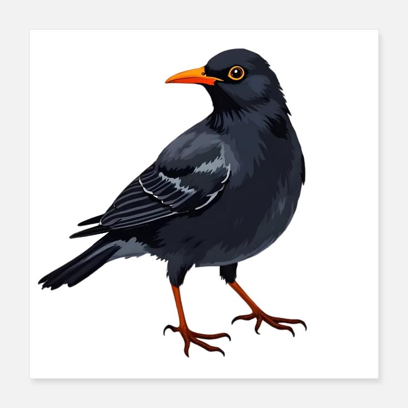 Amsel Poster 40x40 cm
