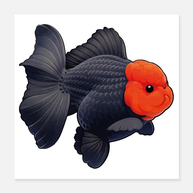 Grade Black Oranda with Red Head HQ Goldfish Poster 40x40 cm