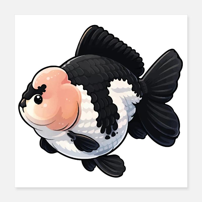 Grade Black & White Oranda High Quality Goldfish Poster 16" x 16" (40x40 cm)