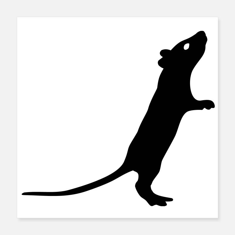 Rat - Poster 40 x 40 cm - blanc