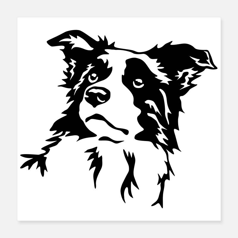 Border Collie Kopf Poster 40x40 cm