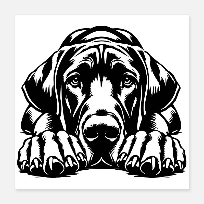 Great Dane Poster 16" x 16" (40x40 cm)