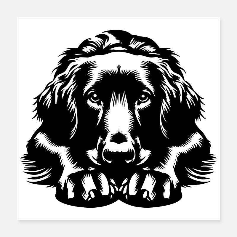 Retriever à poil plat Poster 40 x 40 cm
