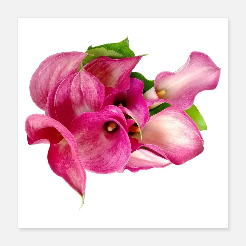 Lys Calla Poster 40 x 40 cm