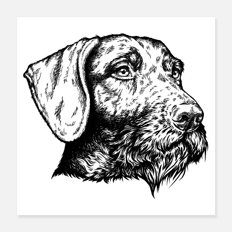 Portrait allemand à poil dur Poster 40 x 40 cm