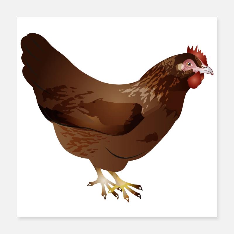 Poulet brun coloré dessiné à la main Poster 40 x 40 cm