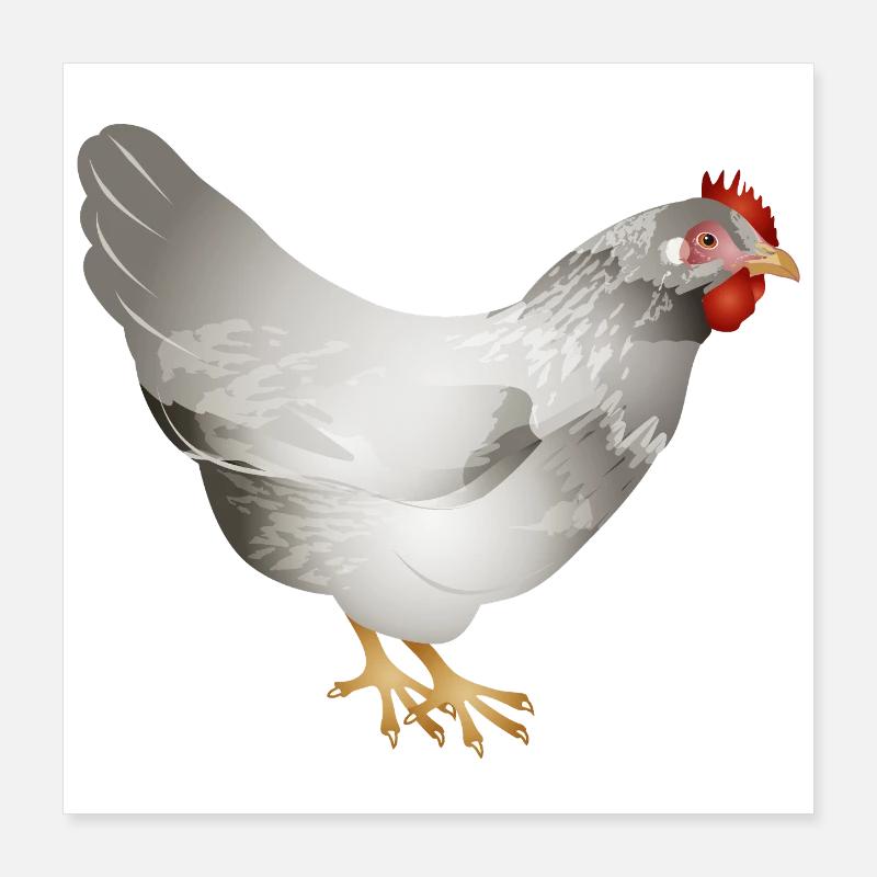 Poulet blanc dessiné à la main dans une illustration Poster 40 x 40 cm