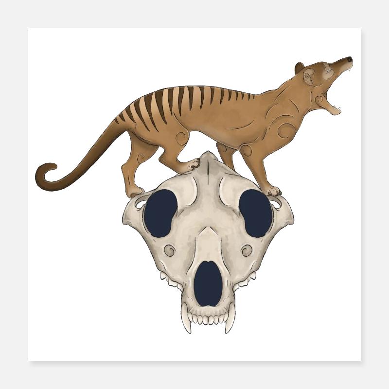 Thylacine Skull - Tasmanian Tiger Wolf Skull Poster 16" x 16" (40x40 cm)