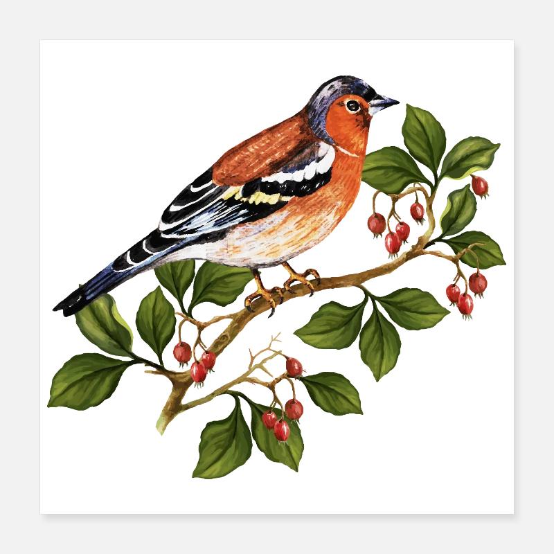 Oiseau coloré Poster 40 x 40 cm