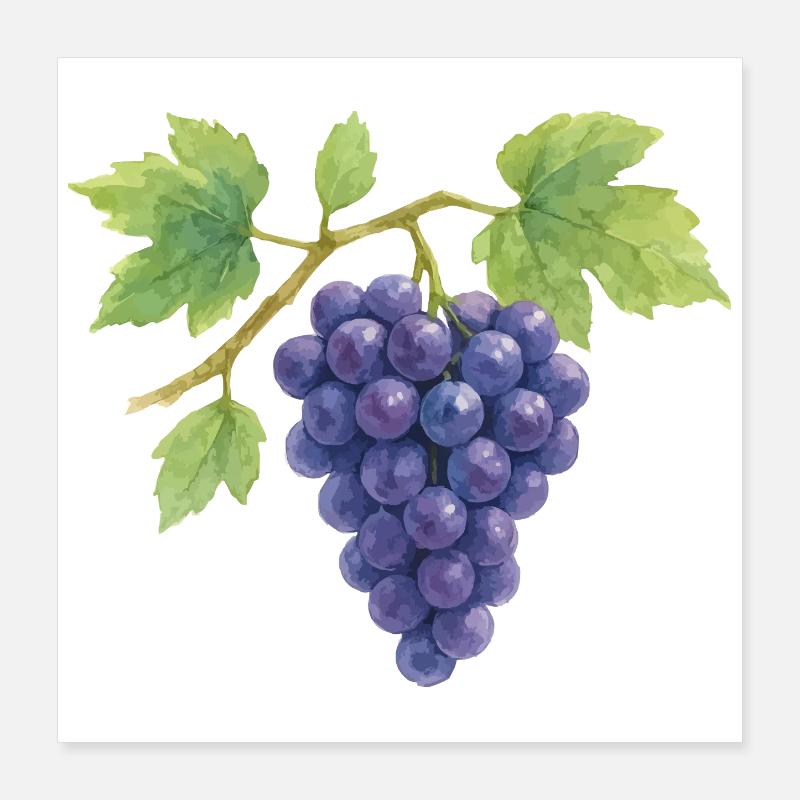 Grapes watercolor illustration Poster 16" x 16" (40x40 cm)