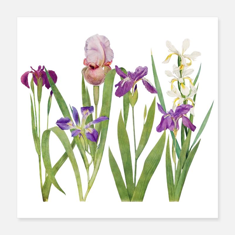 Wild Iris and Orchid Botanical Design Poster 16" x 16" (40x40 cm)