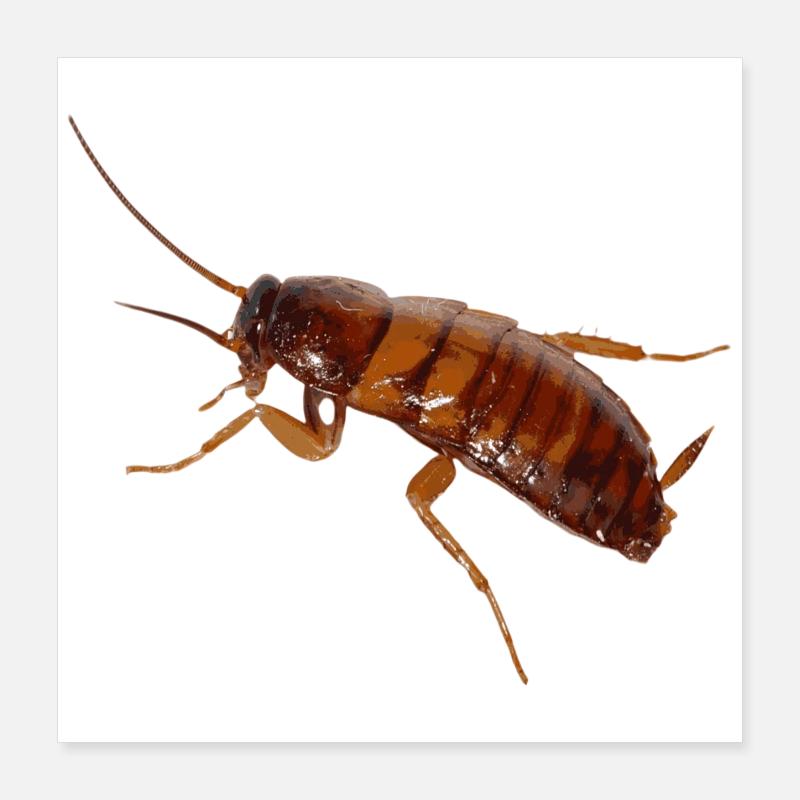 Cafard insecte cafard cafard Poster 40 x 40 cm