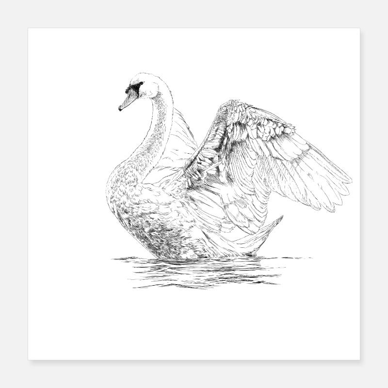Schwan Poster 40x40 cm