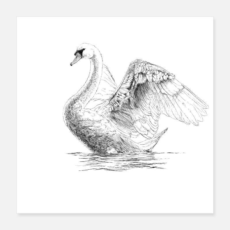 Schwan Poster 40x40 cm