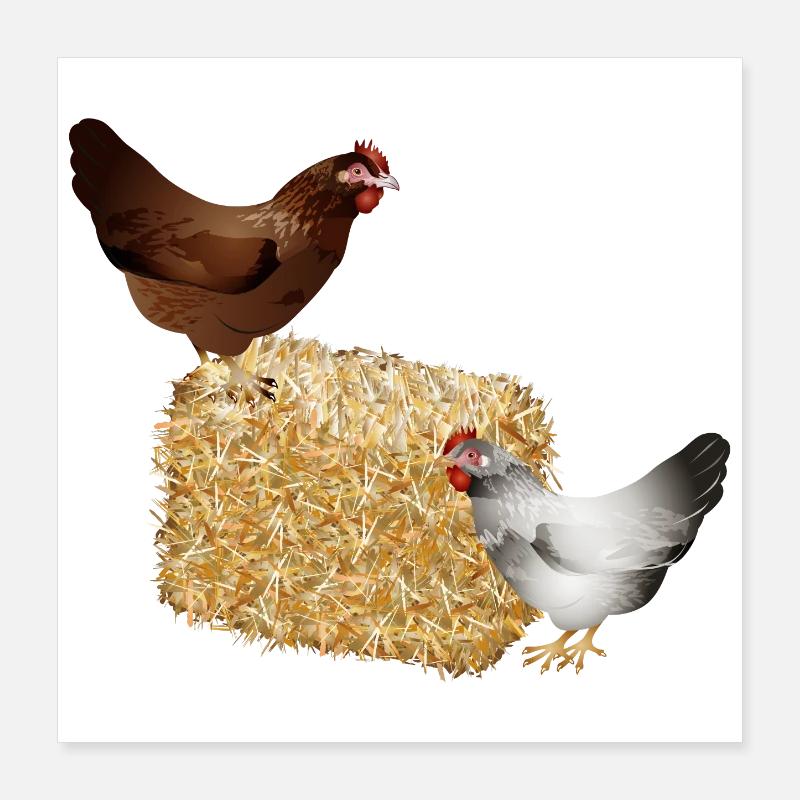 deux poulets sur une balle de paille Poster 40 x 40 cm