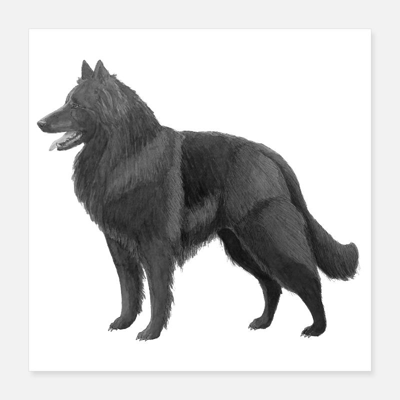 Groenendael - Poster 40 x 40 cm - blanc