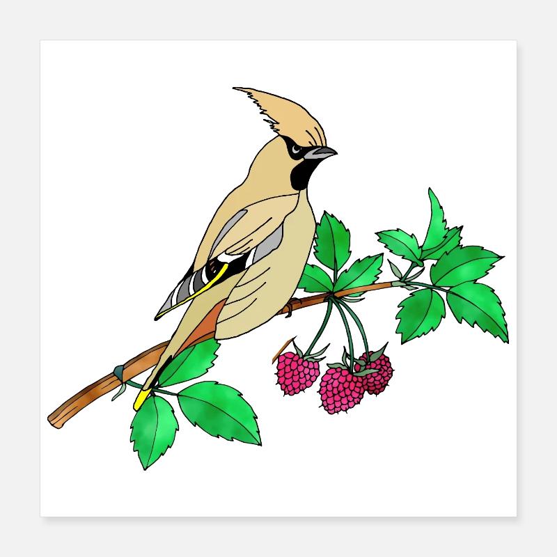 Oiseau coloré Poster 40 x 40 cm