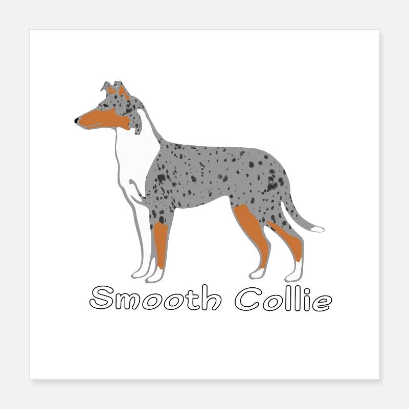 Smooth Collie blue-merle Poster 40 x 40 cm