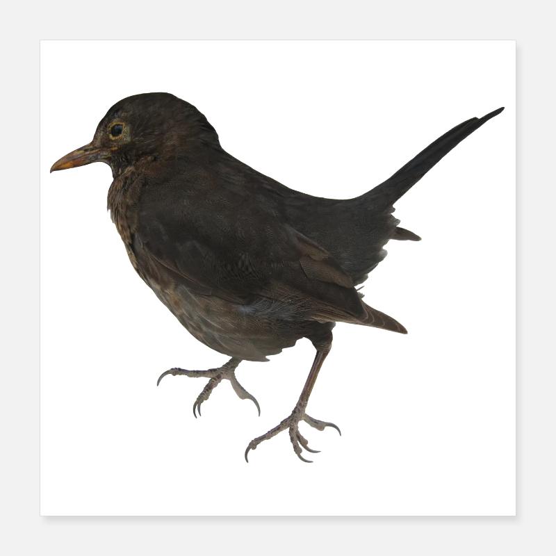 Merle Poster 40 x 40 cm