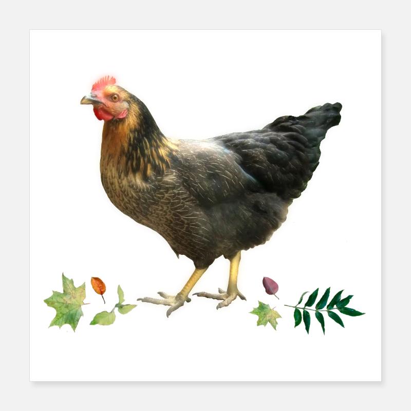 Poulet Poster 40 x 40 cm