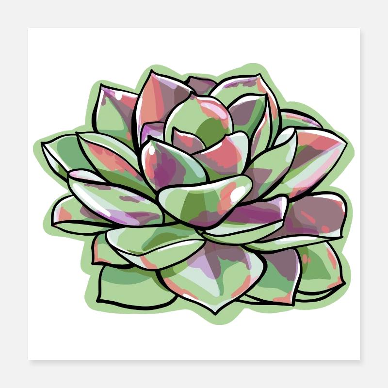 Echeveria Fat Leaf Rosette Succulent Poster 16" x 16" (40x40 cm)