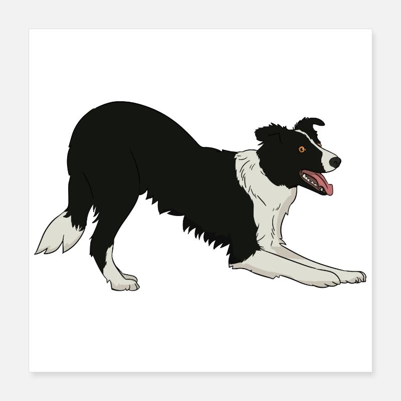 Border Collie Poster 16" x 16" (40x40 cm)