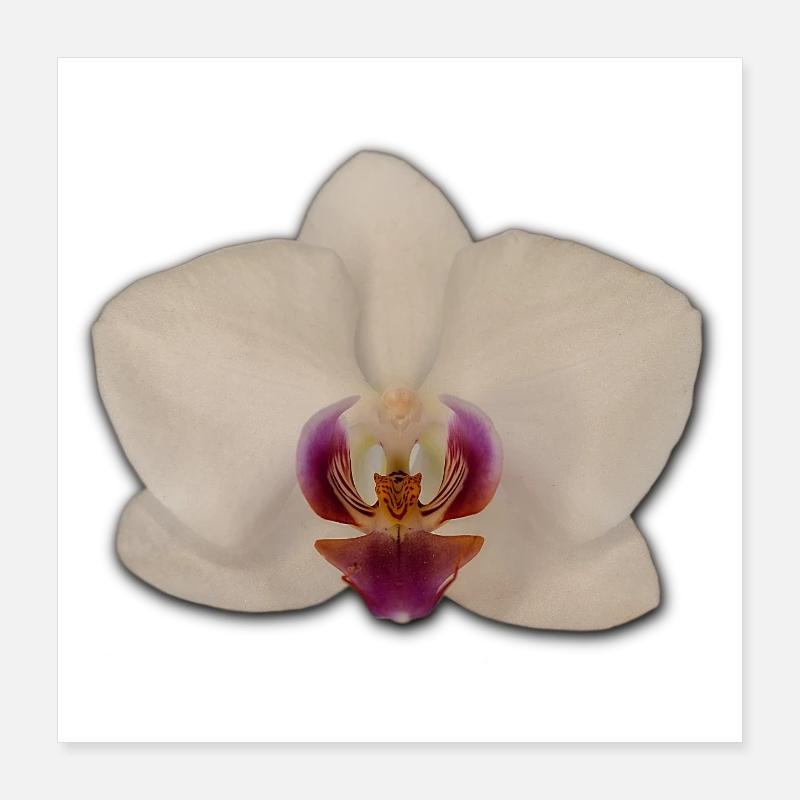 Orchids Poster 16" x 16" (40x40 cm)