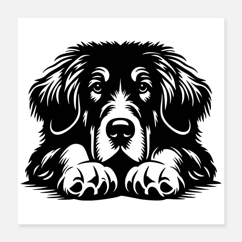 Tibetan Great Dane Head with Paws Poster 16" x 16" (40x40 cm)