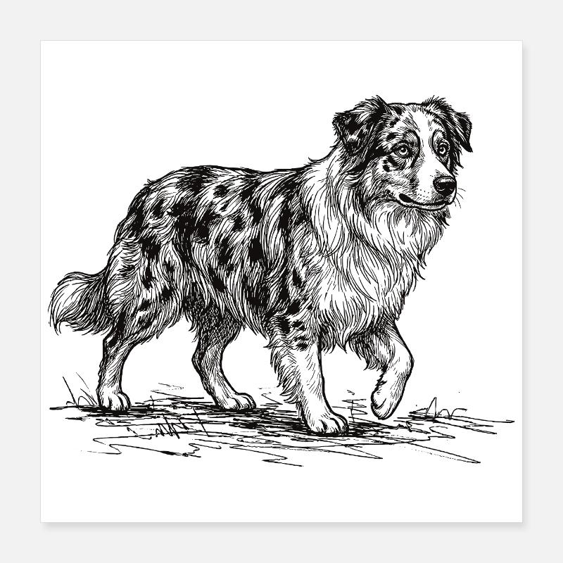 Australian Shepherd Sketch – Hund Design Poster 40x40 cm